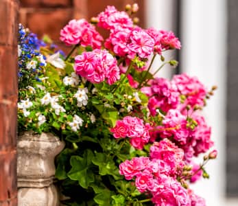 estate agent chelsea