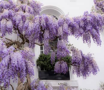 estate agents kensington london