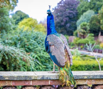south kensington real estate agents